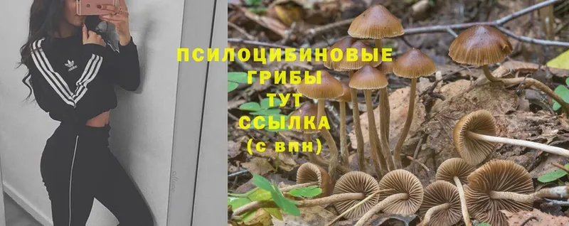 Галлюциногенные грибы GOLDEN TEACHER  MEGA вход  Покров 